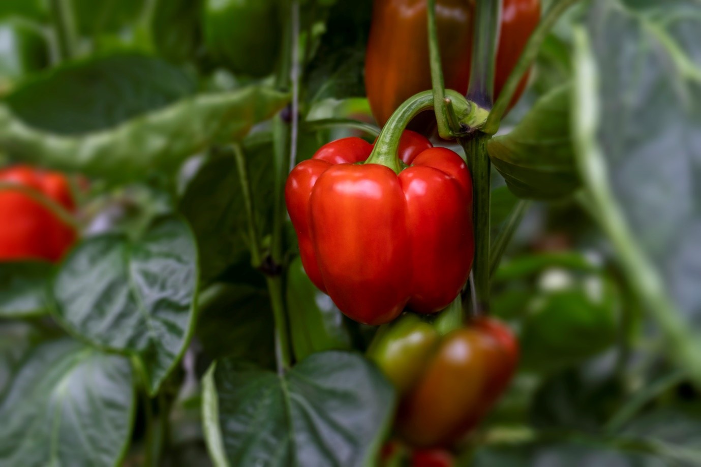 تقویت سیستم ایمنی بدن با گوجه فرنگی و فلفل دلمه ای