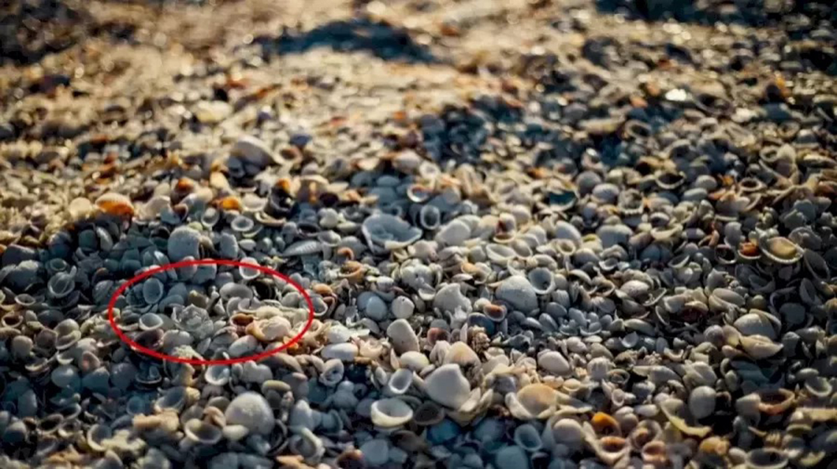 تست هوش تصویری: خرچنگ پنهان شده در ساحل را در تصویر را پیدا کنید؟(۴۴)