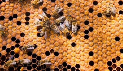 نحوه انتقال ملکه به کندو بدون آسیب به زنبورها