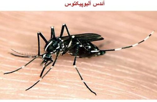 بازگشت تب دنگی در ایران